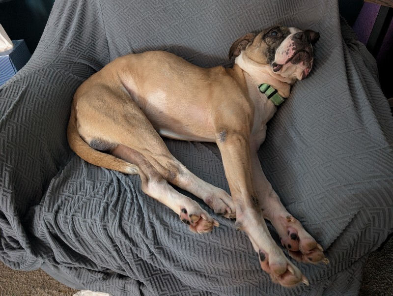 View Wilbur the Dog Photo #4