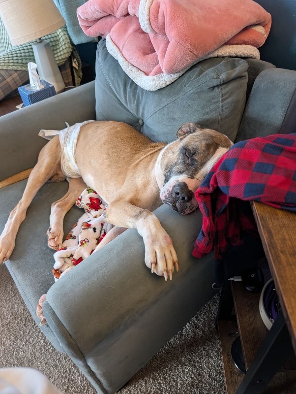 View Wilbur the Dog Photo #3