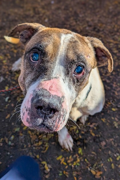 View Wilbur the Dog Photo #2