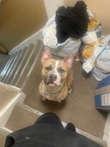 Learn More About this dog ad34a5bf ecad 43f9 904b 2a7fc1bd98a2 tn1