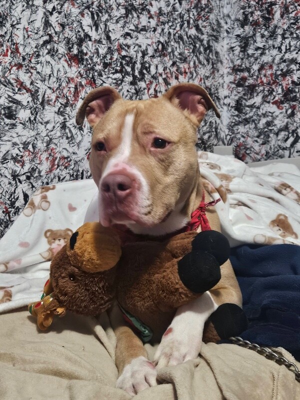 View Mac Miller the Dog Photo #4