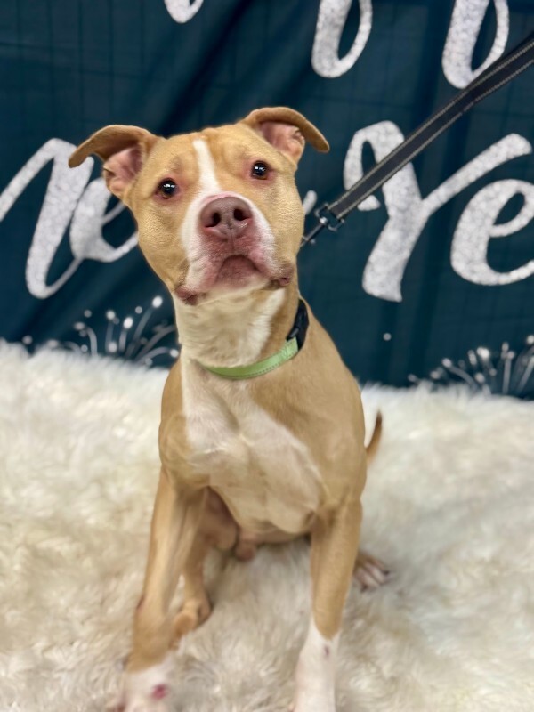 View Mac Miller the Dog Photo #5