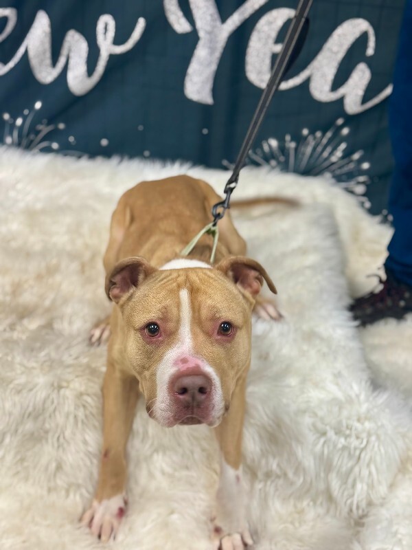 View Mac Miller the Dog Photo #7