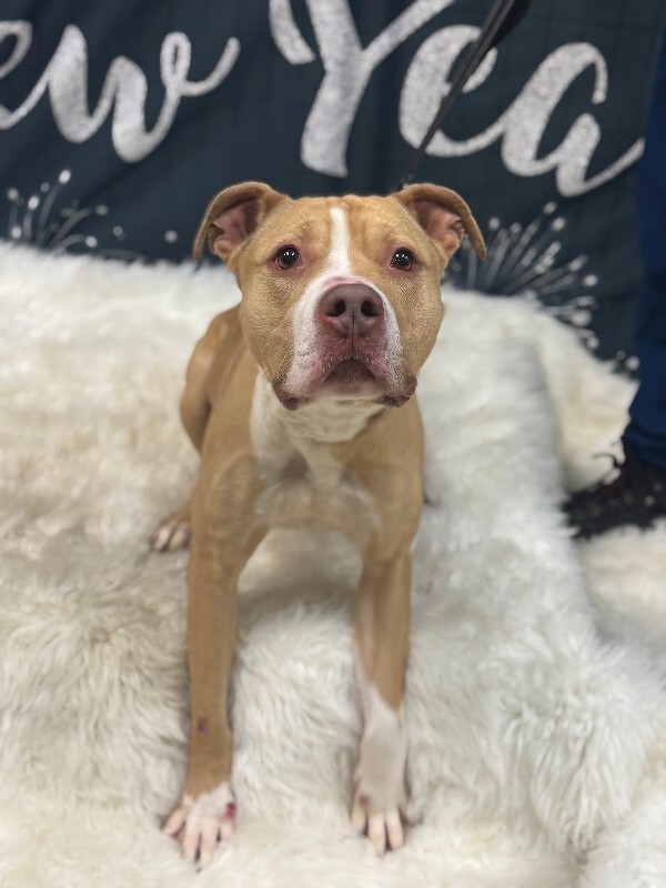 View Mac Miller the Dog Photo #3