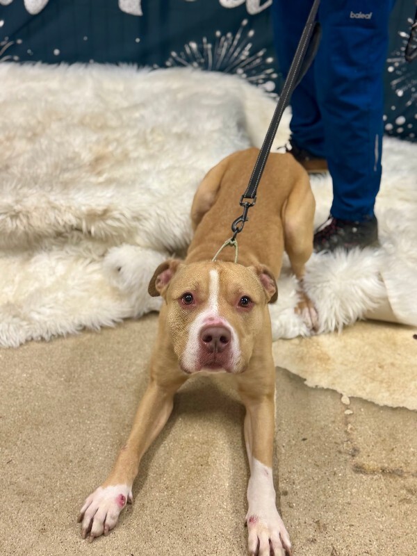 View Mac Miller the Dog Photo #8