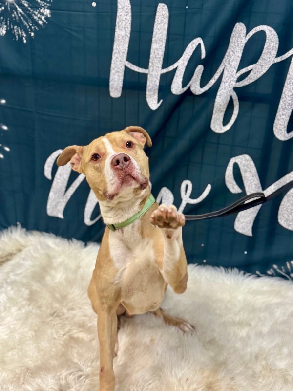 View Mac Miller the Dog Photo #2