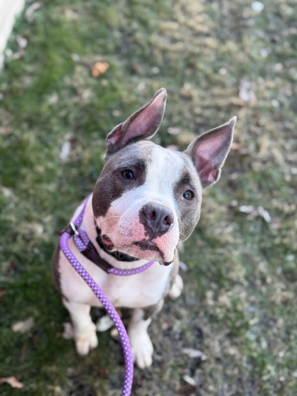 View Kinsley the Dog Photo #6