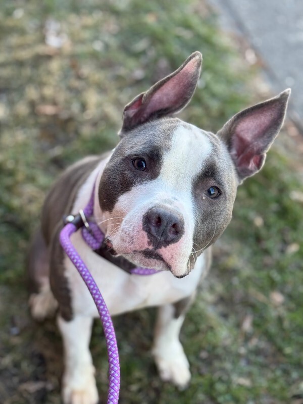 View Kinsley the Dog Photo #5