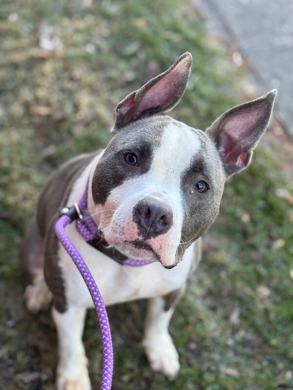 View Kinsley the Dog Photo #4