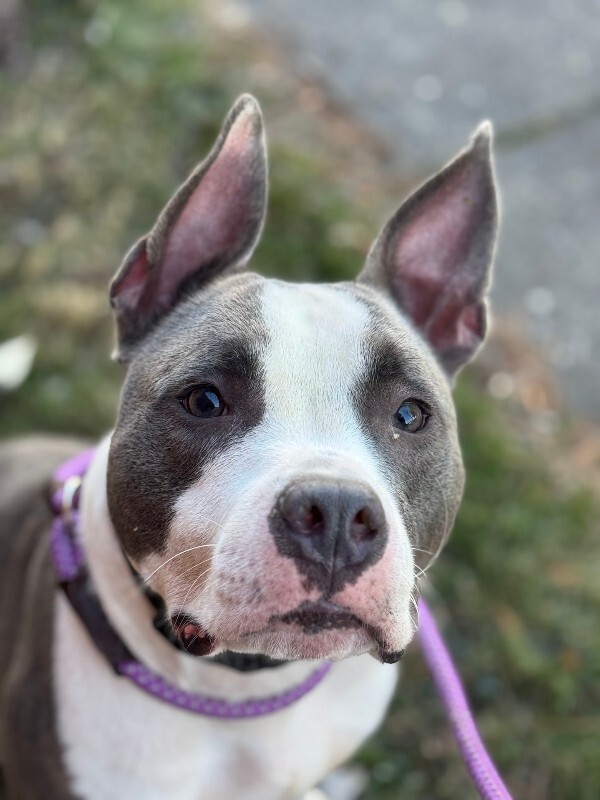 View Kinsley the Dog Photo #3