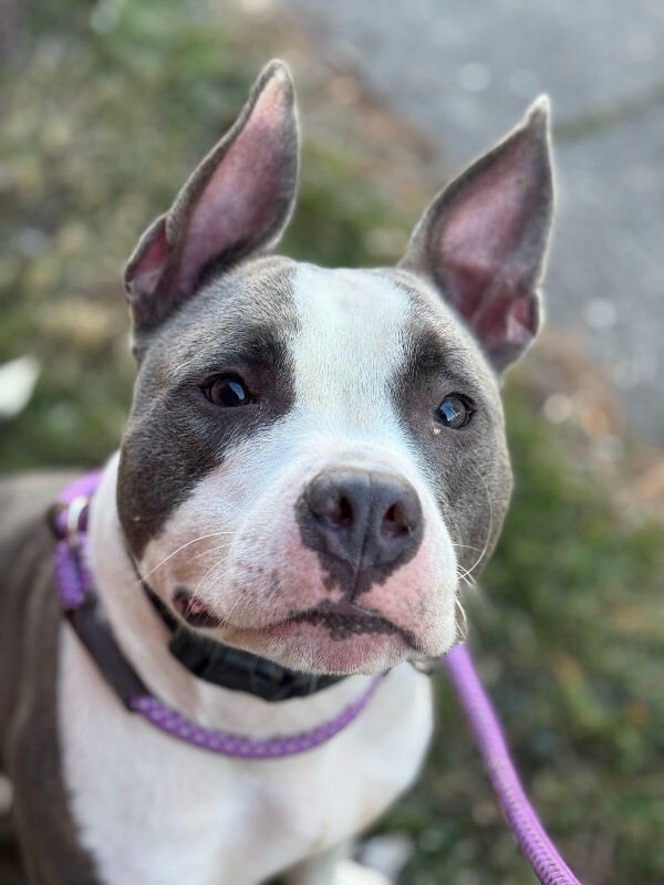 View Kinsley the Dog Photo #2