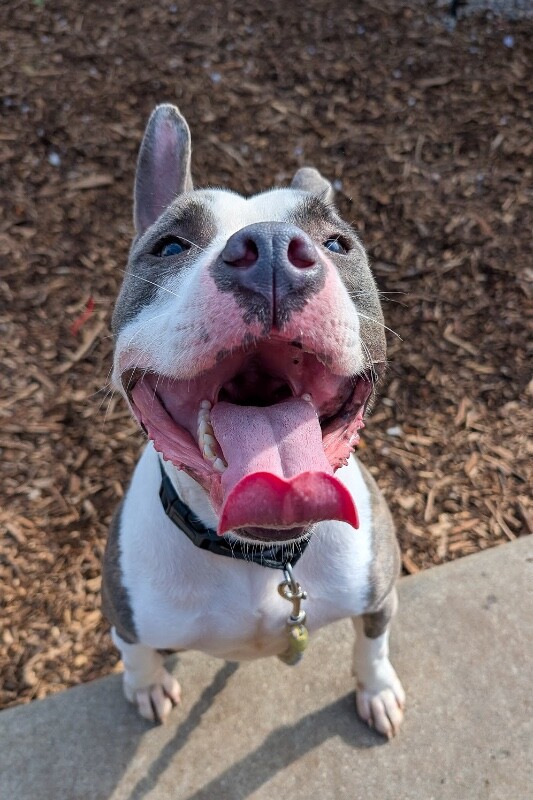 View Kinsley the Dog Photo #4