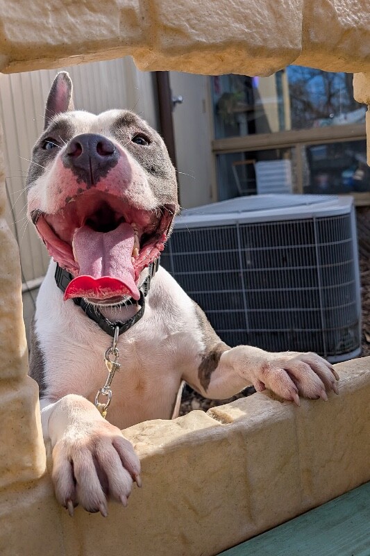 View Kinsley the Dog Photo #2