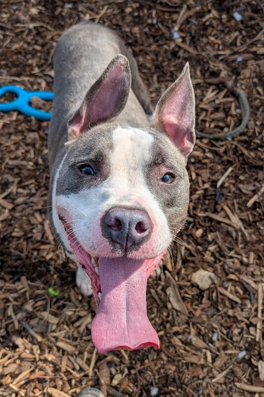 View Kinsley the Dog Photo #3