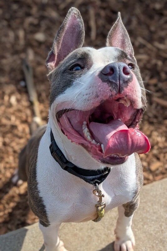 View Kinsley the Dog Photo #5