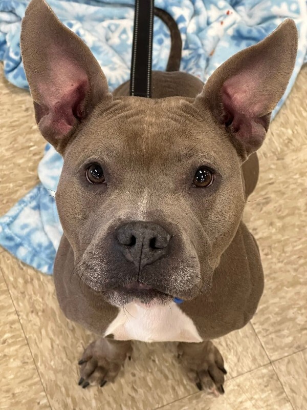 View Mama Bear the Dog Photo #2