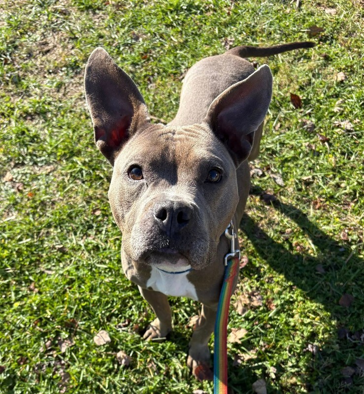 View Mama Bear the Dog Photo #6