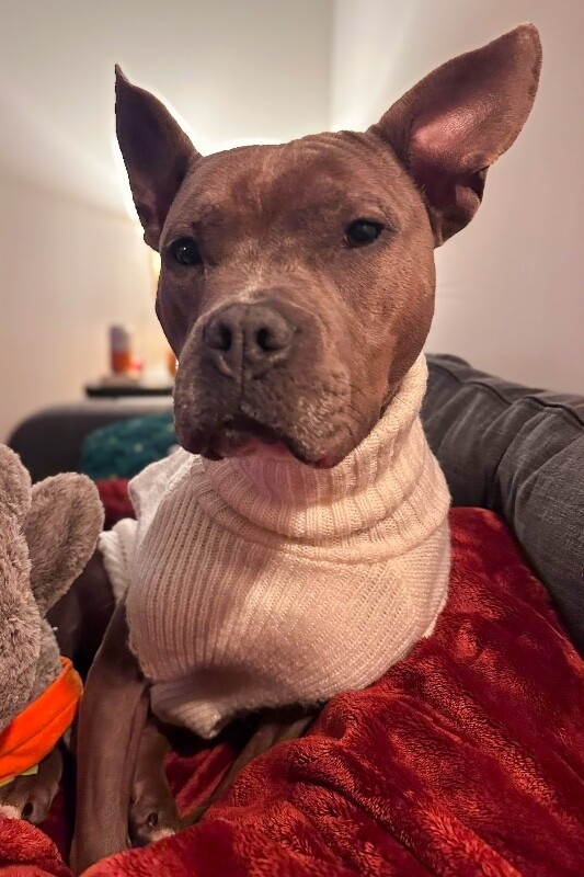 View Mama Bear the Dog Photo #5