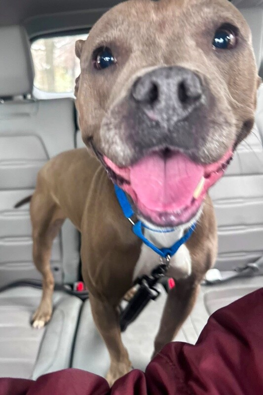 View Mama Bear the Dog Photo #7