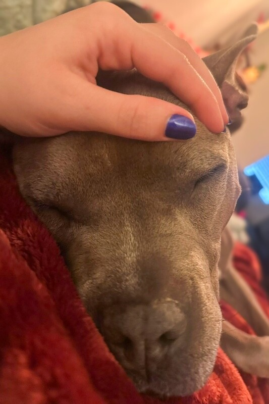 View Mama Bear the Dog Photo #8