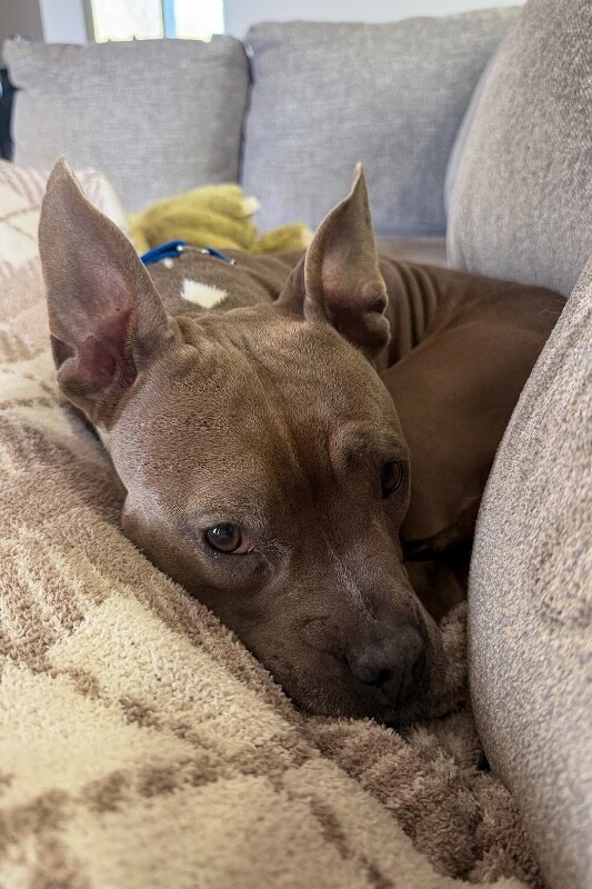 View Mama Bear the Dog Photo #15