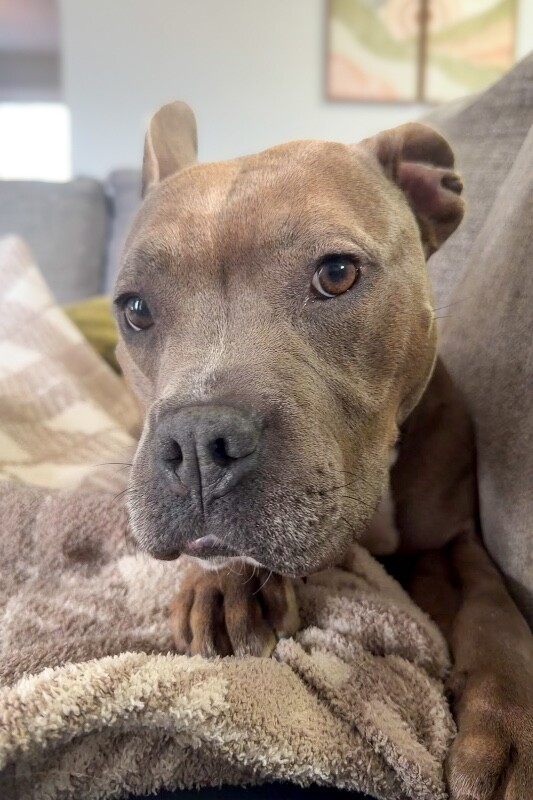 View Mama Bear the Dog Photo #14