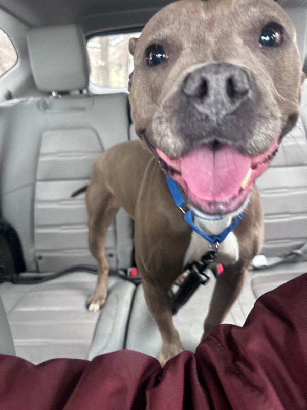 View Mama Bear the Dog Photo #11