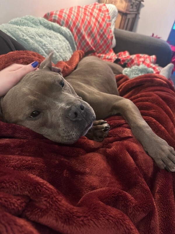 View Mama Bear the Dog Photo #13