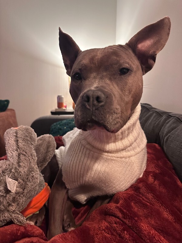 View Mama Bear the Dog Photo #9