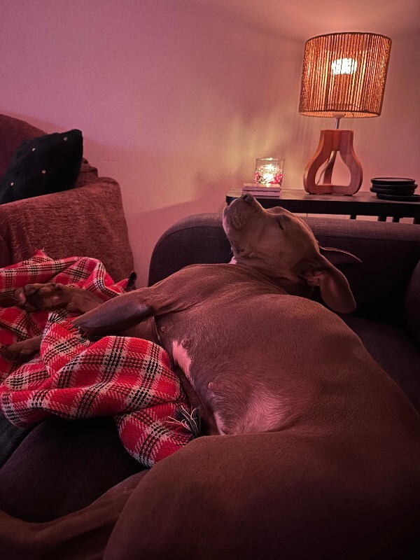 View Mama Bear the Dog Photo #12