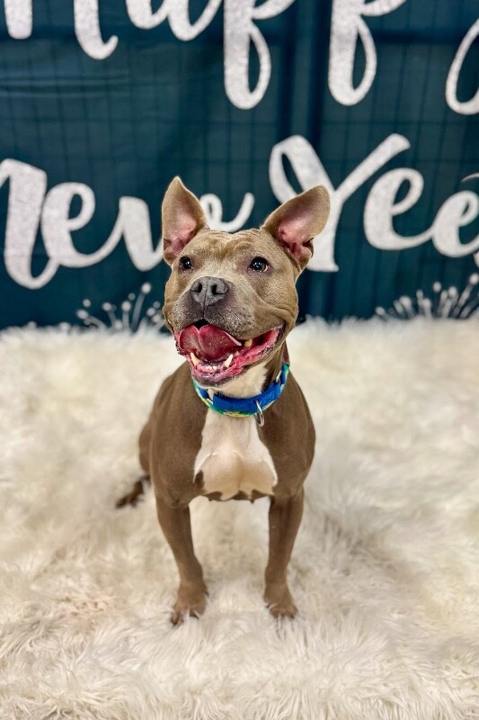 View Mama Bear the Dog Photo #10