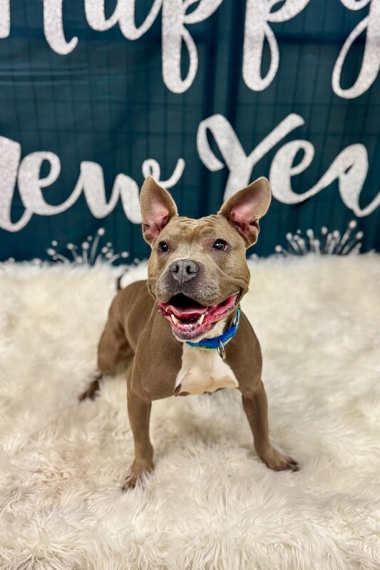 View Mama Bear the Dog Photo #3