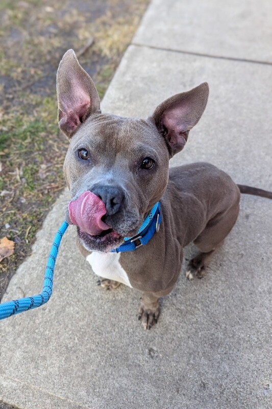 View Mama Bear the Dog Photo #16