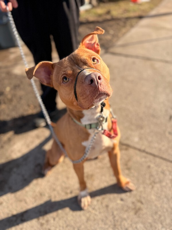 View Feltz the Dog Photo #4