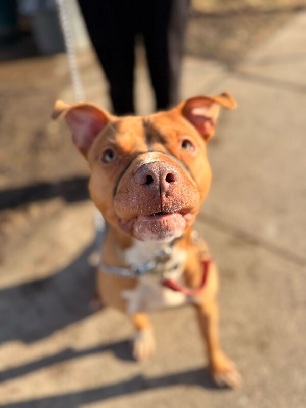 View Feltz the Dog Photo #5