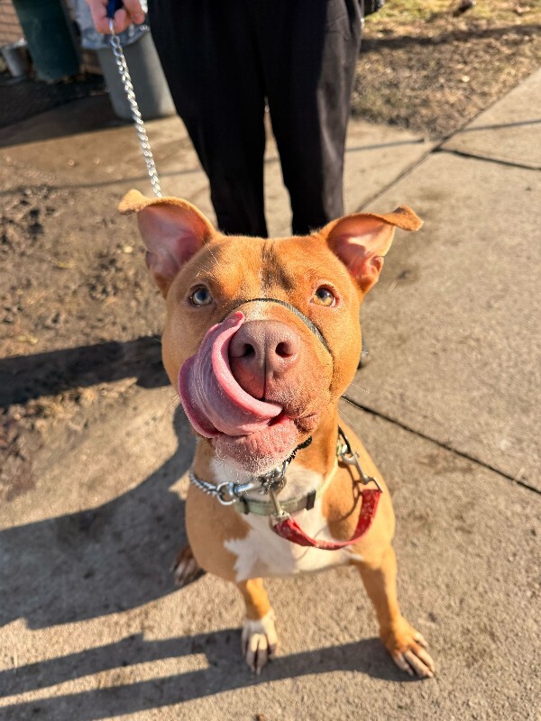 View Feltz the Dog Photo #2