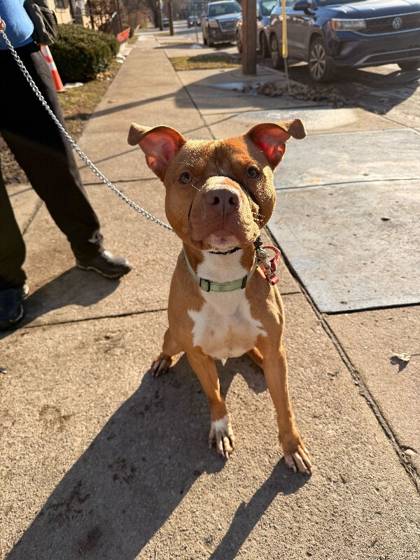 View Feltz the Dog Photo #7