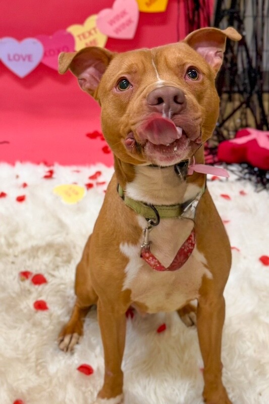 View Feltz the Dog Photo #6