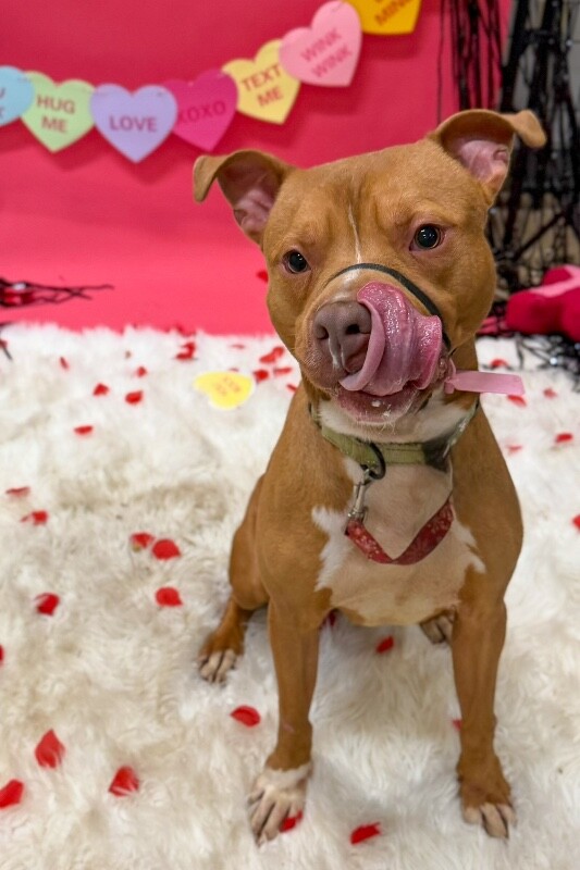 View Feltz the Dog Photo #2