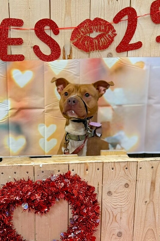 View Feltz the Dog Photo #7