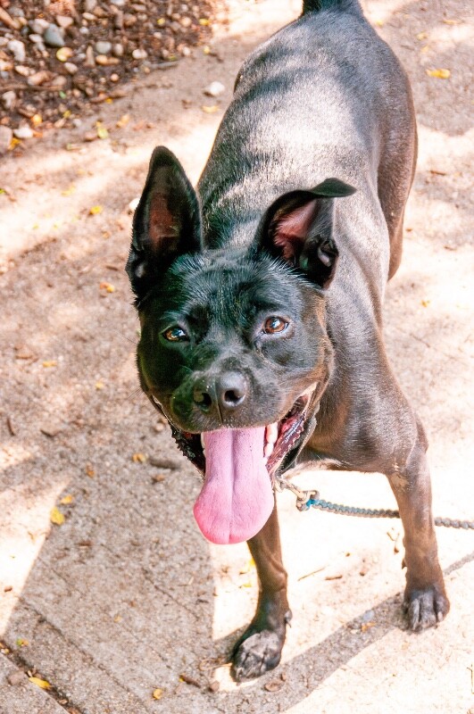 View Glorilla the Dog Photo #5