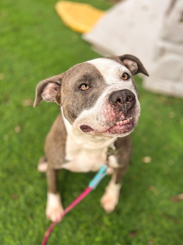 View Chivey the Dog Photo #7