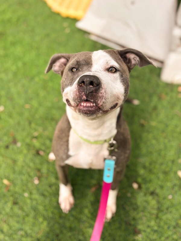 View Chivey the Dog Photo #4