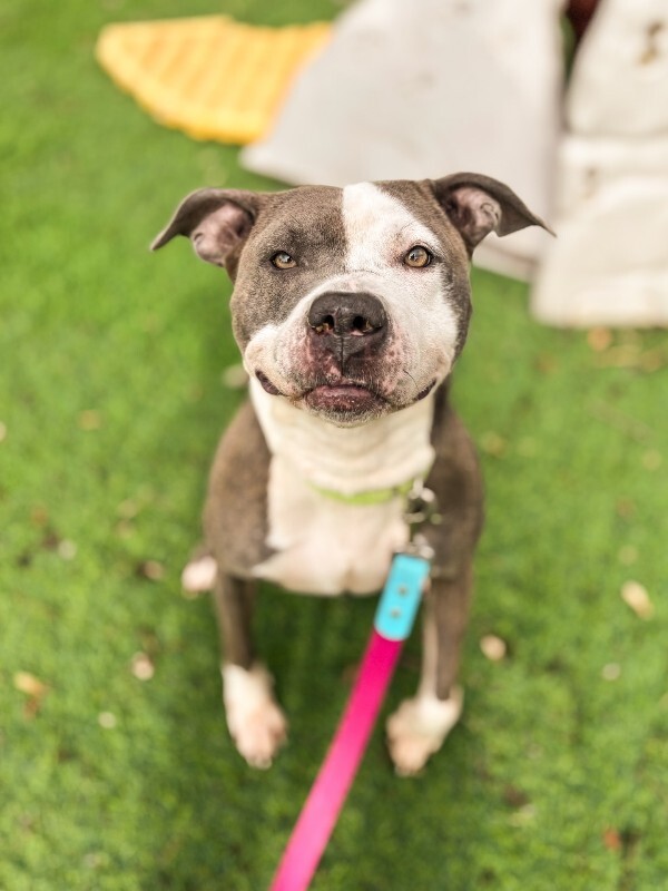 View Chivey the Dog Photo #8