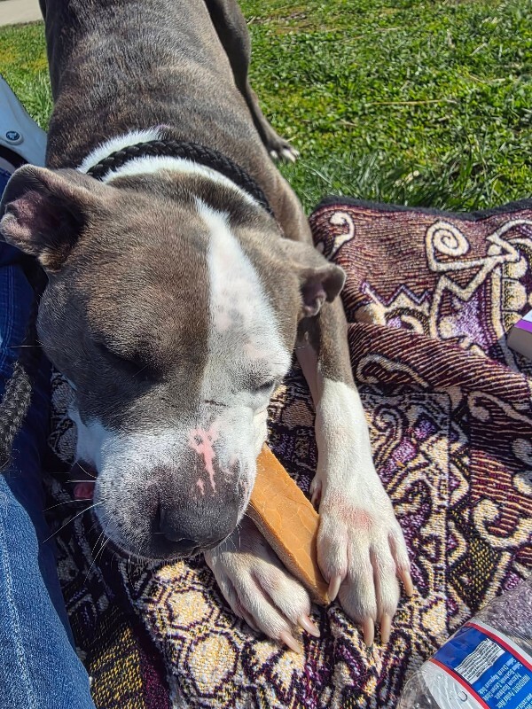 View Chivey the Dog Photo #4