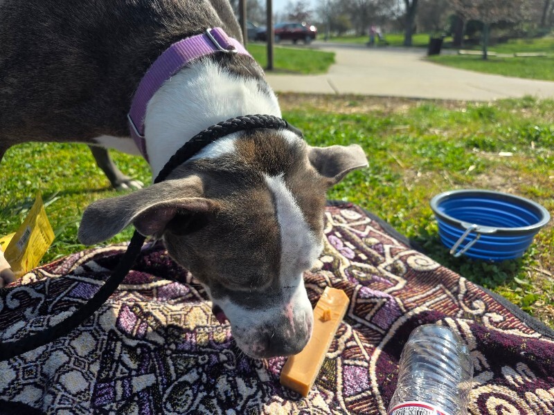 View Chivey the Dog Photo #16