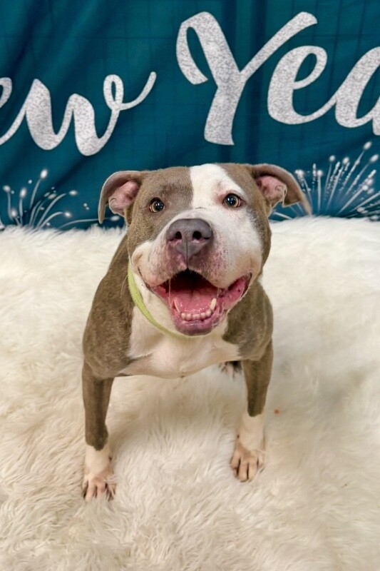 View Chivey the Dog Photo #3