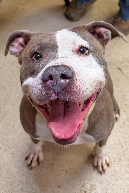 View Chivey the Dog Photo #2