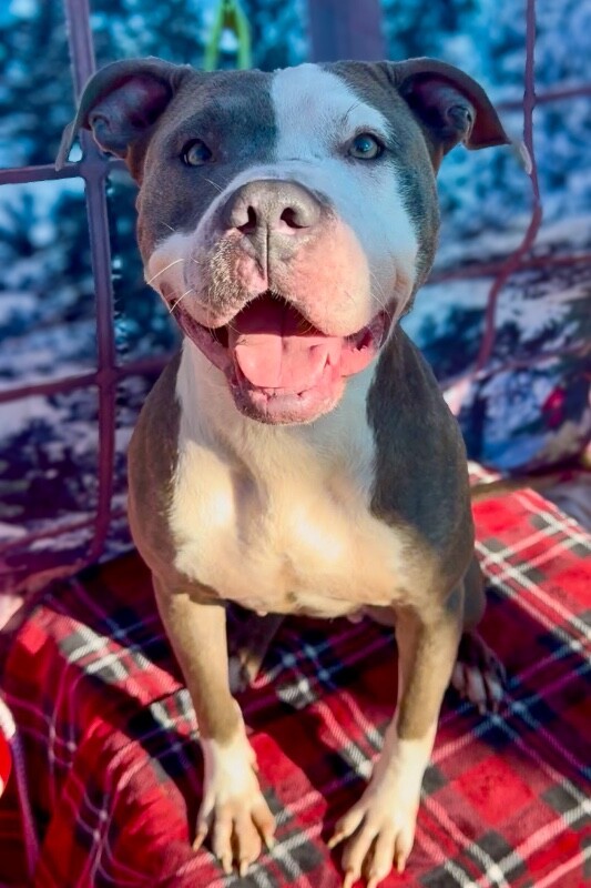 View Chivey the Dog Photo #5