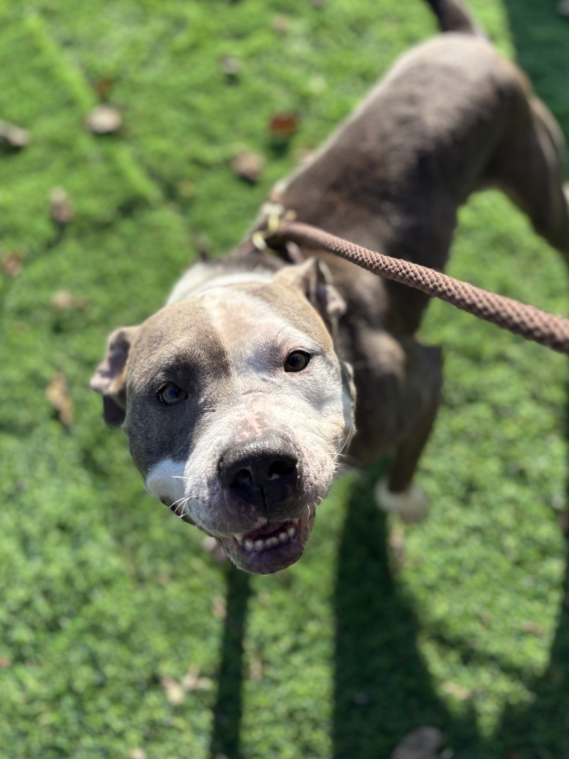 View Chivey the Dog Photo #6